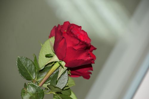 rose flower red