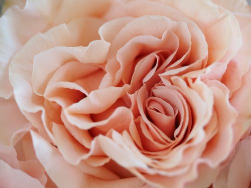 rose closeup macro