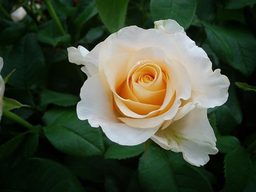 rose white rose rose blooms