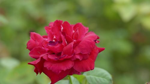rose flower việt nam