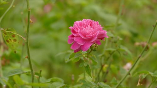 rose rosa flower