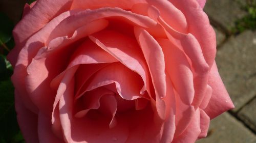 rose flower popular