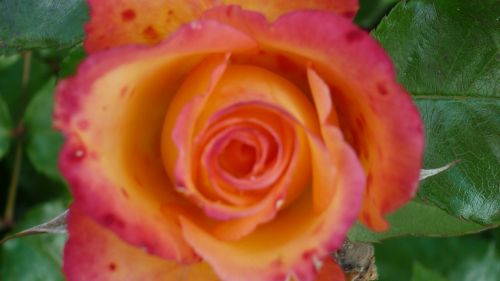 rose flower popular
