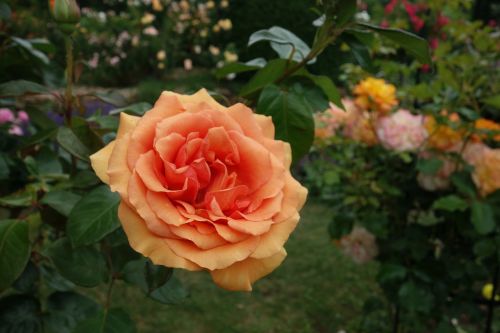 rose garden plant