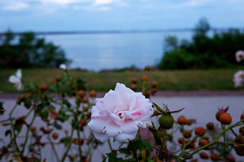 rose flower havre de grace
