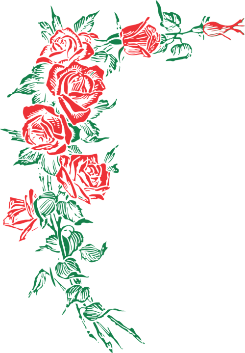 rose roses floral