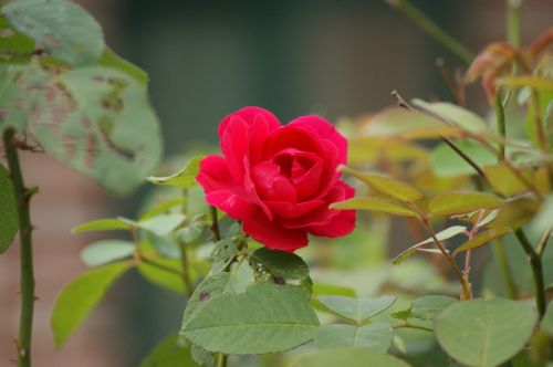 rose red rose