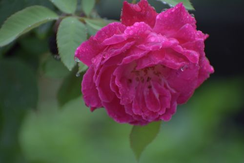 rose pink flower droplets