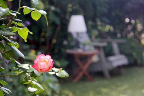 rose garden chair