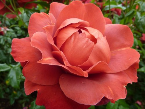rose roses flora