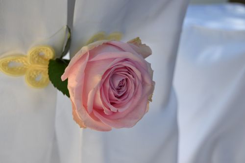 rose wedding celebration