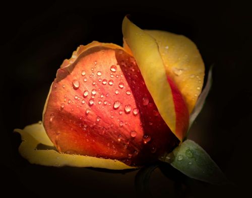rose macro dew