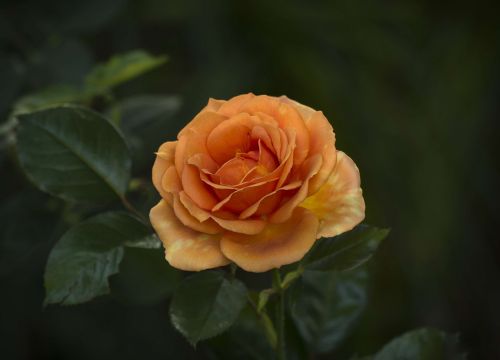 rose petals orange