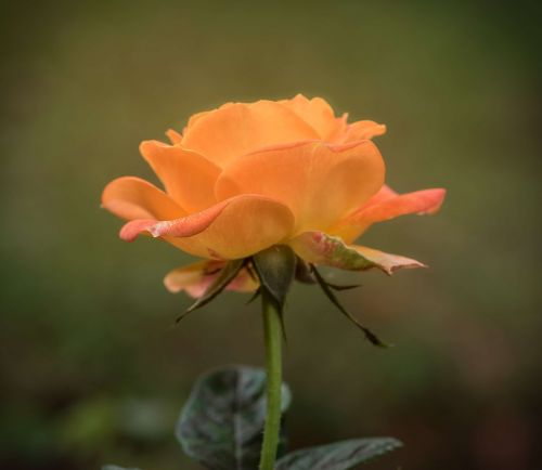 rose single orange