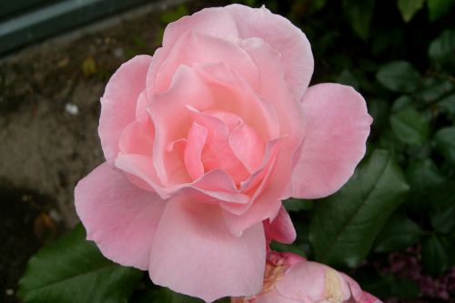 rose pink flower