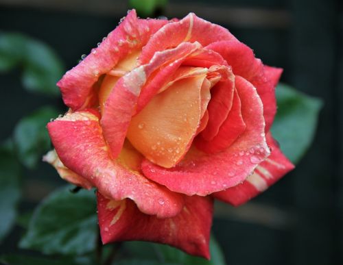 rose flower dew