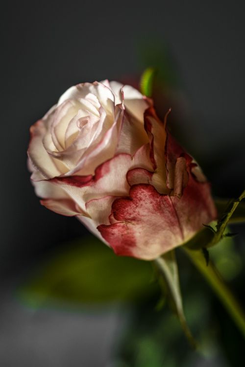 rose flower decoration