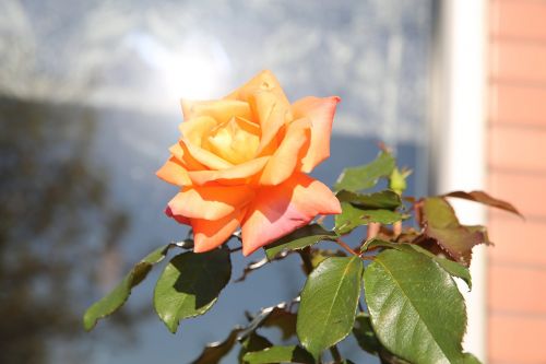 rose shine flower