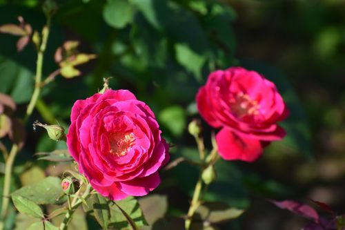 rose flower nature