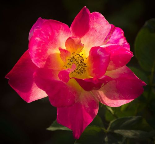 rose backlight close