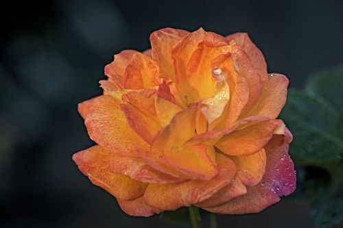 rose orange close up