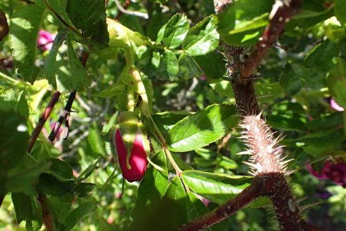 rose bush spikes