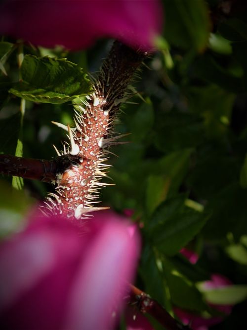 rose bush spikes