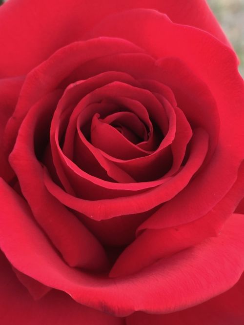 rose red rose flower