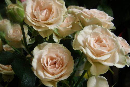 rose roses flower