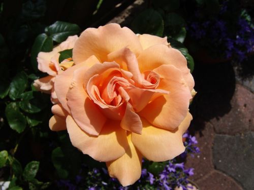 rose nature rose blooms