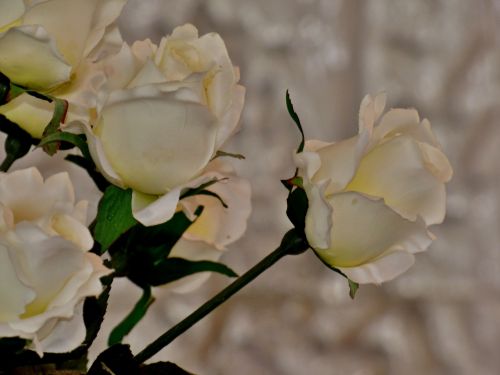 rose white flower