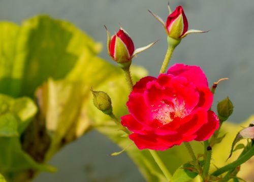 rose buds red rose
