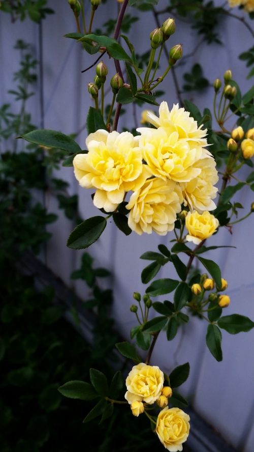 rose yellow trailing