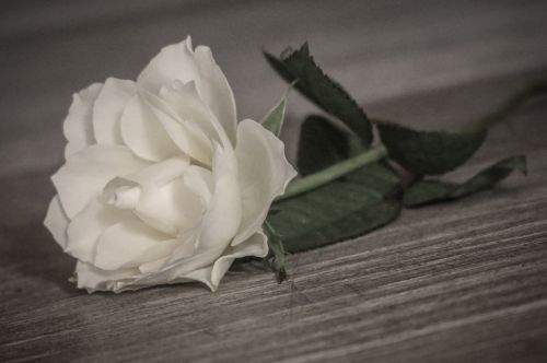 rose romantic white
