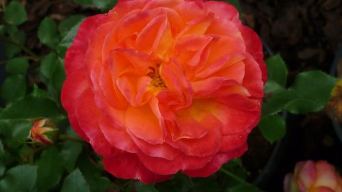 rose flower red orange