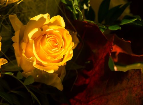 rose yellow yellow roses
