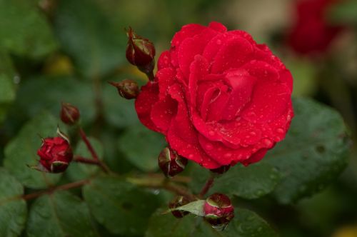 rose flower flowers