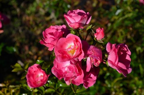 rose red rose blossom