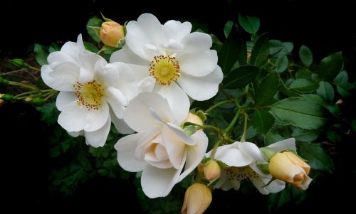 rose white single