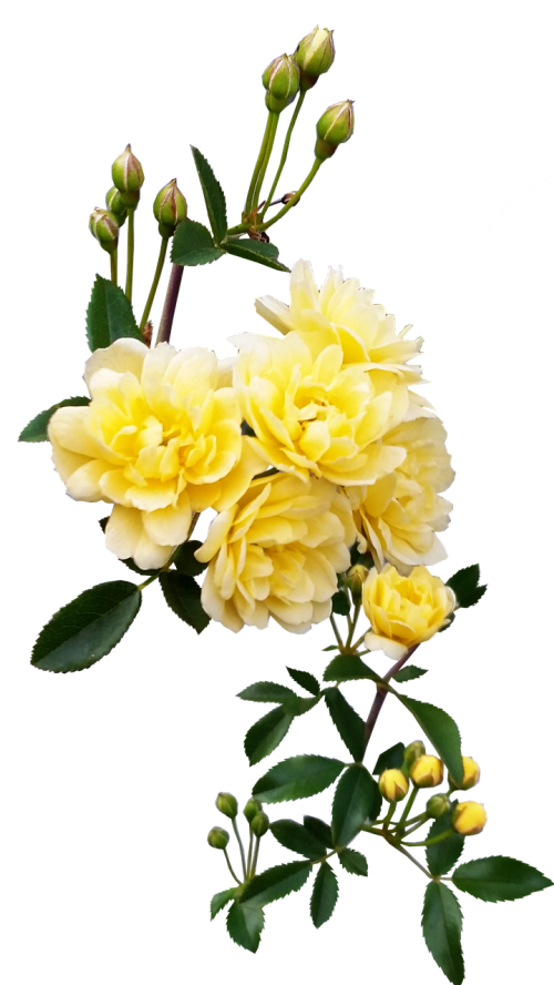 rose yellow climber