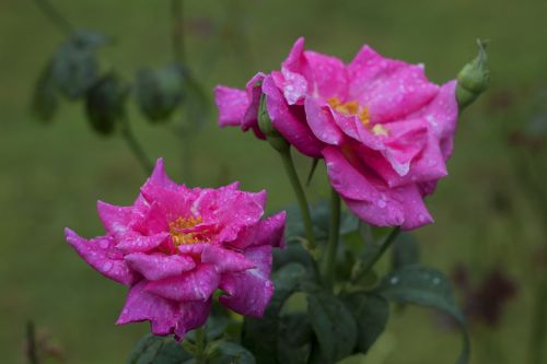 rose pink flower