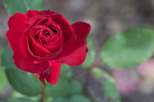 rose autumn blossom