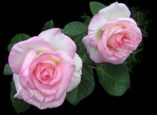 rose pale pink