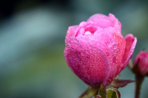 rose dew blossom