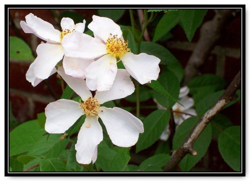 rose white single petal