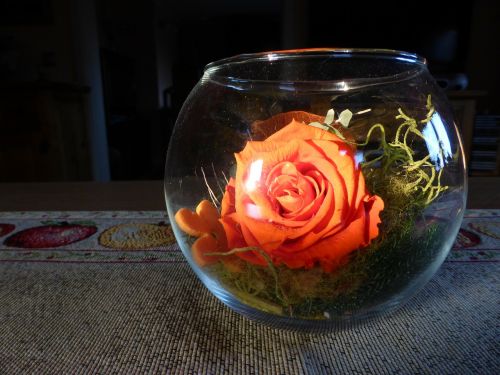 rose glass sun