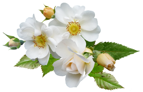 rose white single