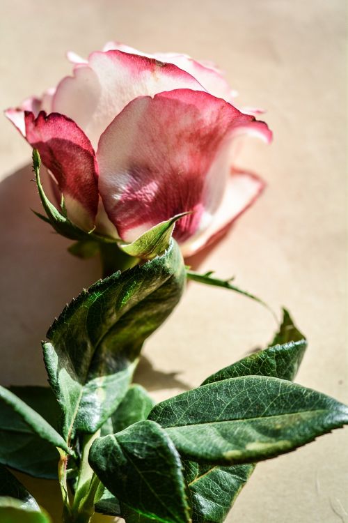 rose flower single