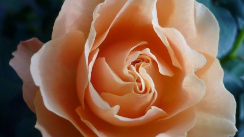 rose flower apricot-coloured