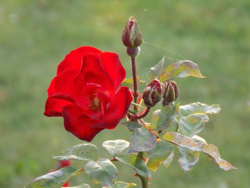 rose flower red rose